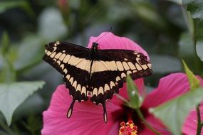 butterfly sits on a pink flower