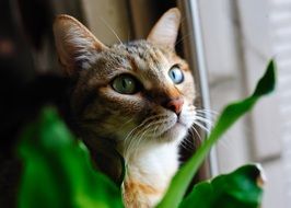 home cat with green eyes on the windowsill