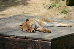 fox is sleeping in the sun