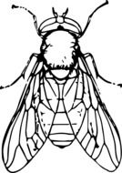 Colorless Big fly