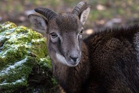 wild goatling