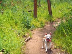 running through the woods dog in a red collar