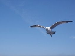 Seagull flying in blue sky