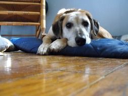 the dog lies on a blue pillow on floor in the house