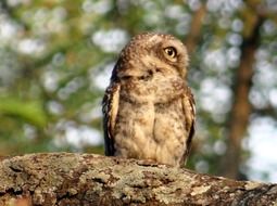 perched spotted owlet in wildlife