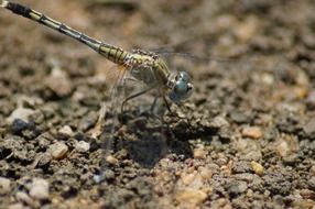 Close-up of the dragonfly on the ground