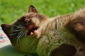 cat lying on the grass with the mouth open