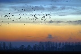 wild geese in the evening sky