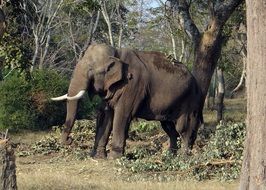 Elephant India