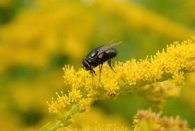 Golden Rod fly