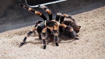 redknee tarantula