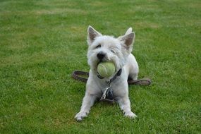 Dog playing with the ball on the grass