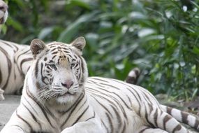 white tiger with black stripes in the safari