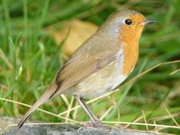 robin bird on a branch in the garden
