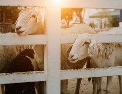 curious farm sheep