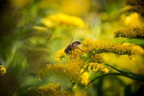 Bee on yellow summer Flower Macro