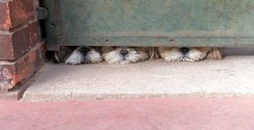 puppies are watching from under the fence