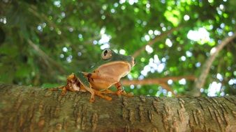 Tree Frog on branch in wild