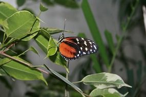 colorful butterfly on the bush