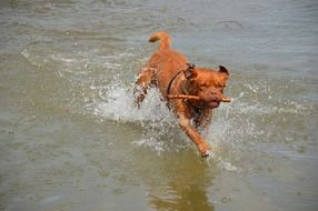 brown dog is playing with a stick by the sea