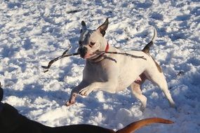 american bulldog in jump