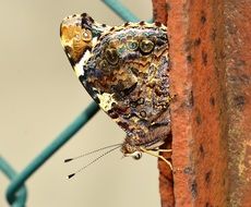 lepidoptera on the metal fence close-up on blurred background