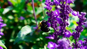 insect on a purple flower in an orchard