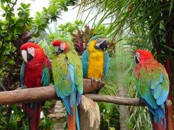 Exotic colorful parrots sitting on the fence
