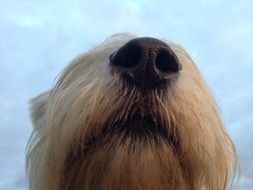 black nose of a dog close-up