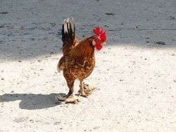 red rooster in the sun
