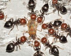 ants eat food