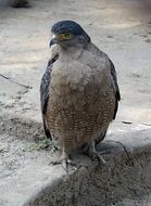 enchanting Eagle Bird
