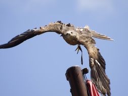 low flying eagle
