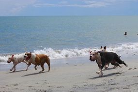 pedigreed dogs run along the beach