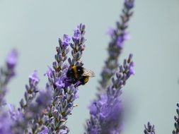 bumblebee on a lavender flower in the garden