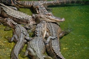 Flock of American Alligators