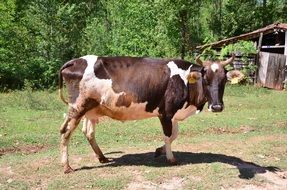 black white cow on a meadow in a village