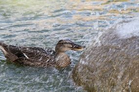 duck drinks water in the lake