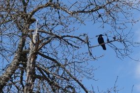 Crow on the Apple Tree