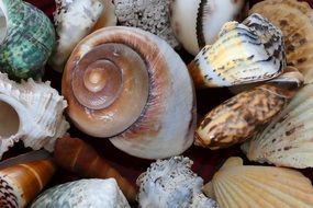 closeup photo of sea shells on the sea shore