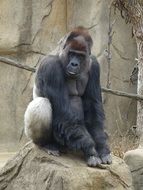 Silver Back Gorilla in the zoo