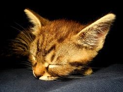 Cute sleeping colorful cat in the dark