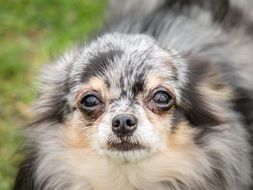 portrait of an old chihuahua