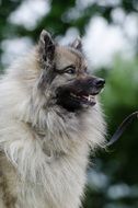 portrait of a keeshond