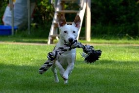 Terrier Jack Russell with rope in mouth