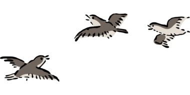 drawing of flying birds on a white background