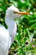 White Heron in nature