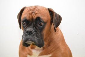 portrait of a German boxer