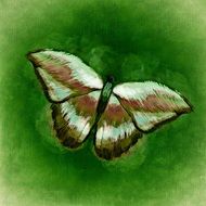 drawing of a butterfly on the green background