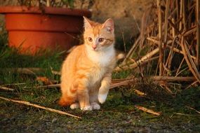 sitting red young cat